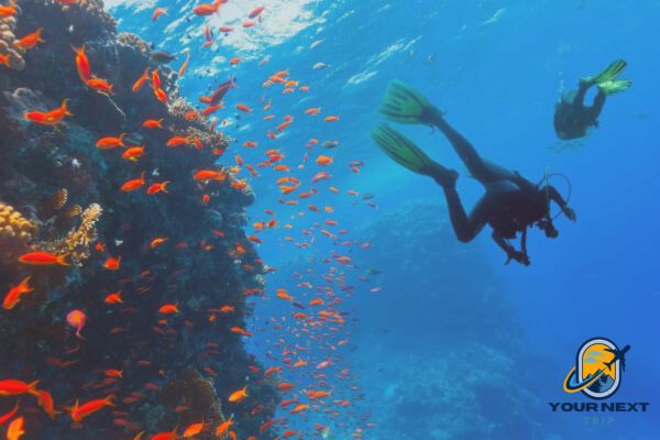 Abrolhos diving Brazil travel guide