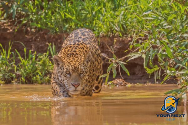 Pantanal safari Brazil