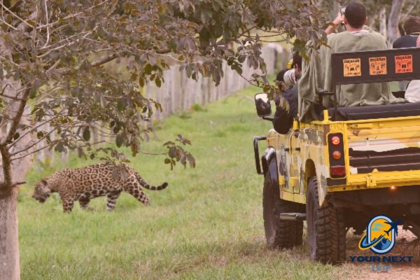 Pantanal safari Brazil travel guide